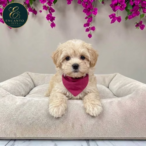Cachorro MALTIPOO disponible - Imagen 7