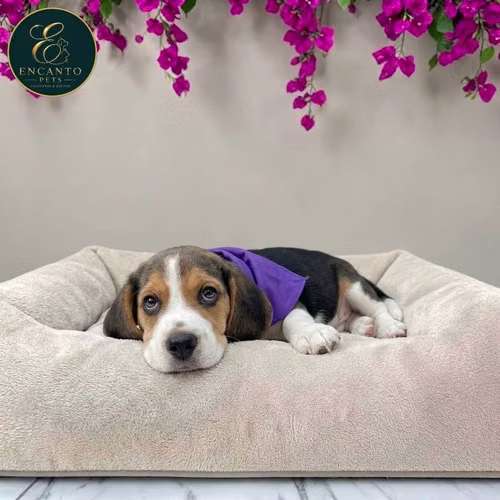 Cachorro BEAGLE POCKET AMERICANO TRADICIONAL disponible - Imagen 8