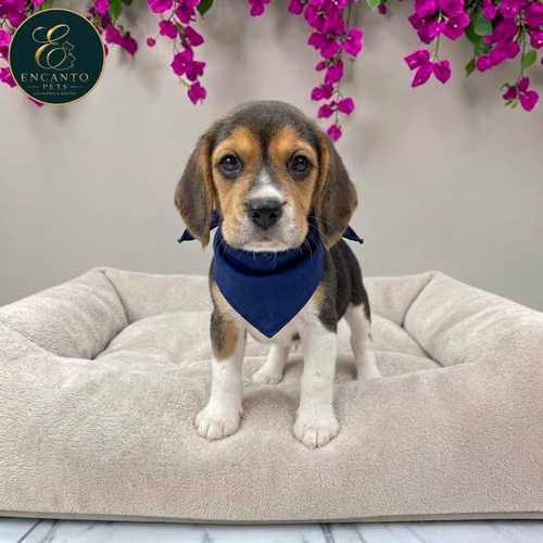 Cachorro BEAGLE POCKET AMERICANO TRADICIONAL disponible - Imagen 3