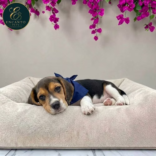 Cachorro BEAGLE POCKET AMERICANO TRADICIONAL disponible