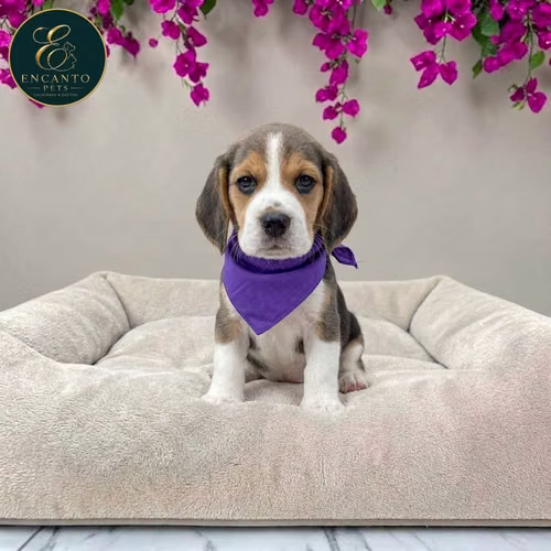 Cachorro BEAGLE POCKET AMERICANO TRADICIONAL disponible - Imagen 6