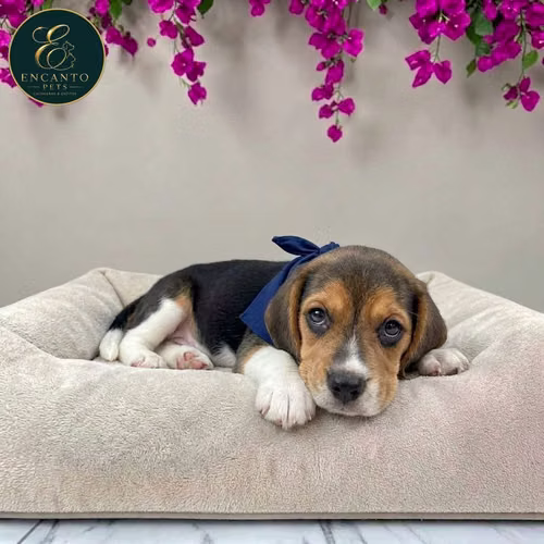 Cachorro BEAGLE POCKET AMERICANO TRADICIONAL disponible - Imagen 2