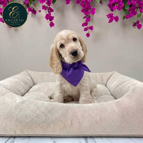Cachorro Cocker Spaniel Ingles Beige Tradicional / English Cocker Spaniel Buff disponible - Imagen 7