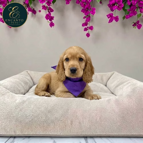 Cachorro Cocker Spaniel Ingles Beige Tradicional / English Cocker Spaniel Buff disponible - Imagen 4
