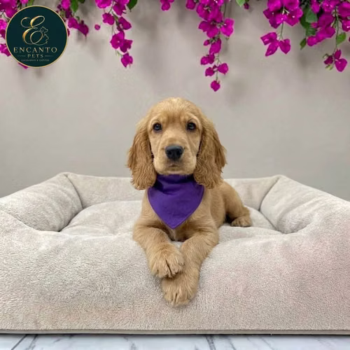 Cachorro Cocker Spaniel Ingles Beige Tradicional / English Cocker Spaniel Buff disponible - Imagen 5