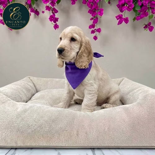 Cachorro Cocker Spaniel Ingles Beige Tradicional / English Cocker Spaniel Buff disponible - Imagen 6