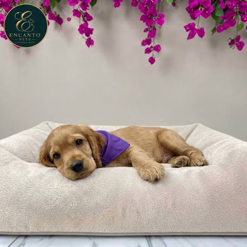 Cachorro Cocker Spaniel Ingles Beige Tradicional / English Cocker Spaniel Buff disponible - Imagen 2
