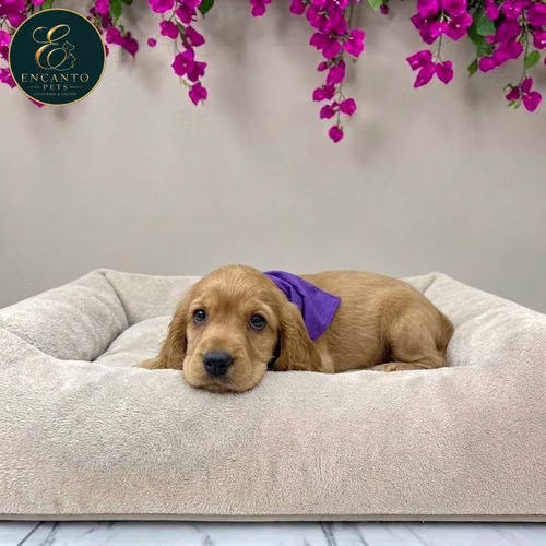 Cachorro Cocker Spaniel Ingles Beige Tradicional / English Cocker Spaniel Buff disponible - Imagen 3
