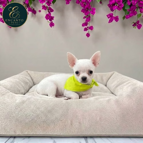 Cachorro CHIHUAHUA CABEZA DE MANZANA TRADICIONAL disponible - Imagen 2