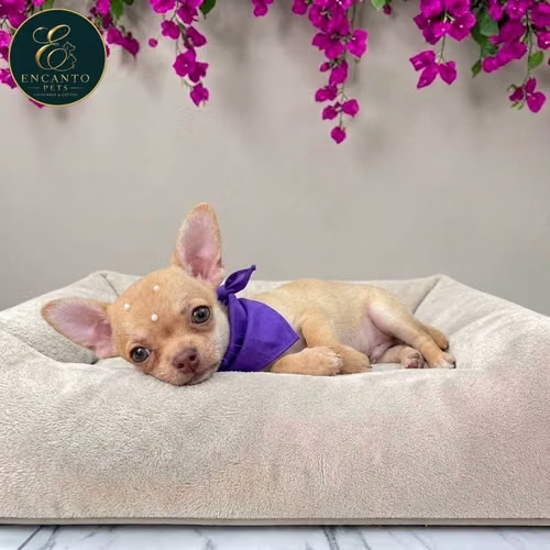 Cachorro CHIHUAHUA CABEZA DE MANZANA TRADICIONAL disponible - Imagen 5