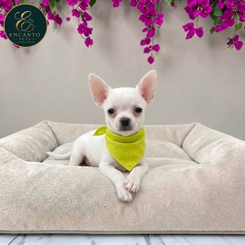 Cachorro CHIHUAHUA CABEZA DE MANZANA TRADICIONAL disponible - Imagen 3