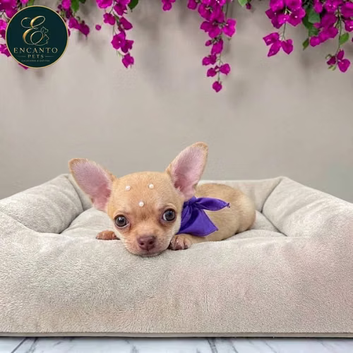 Cachorro CHIHUAHUA CABEZA DE MANZANA TRADICIONAL disponible - Imagen 6