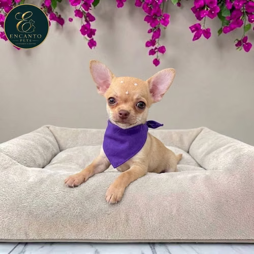 Cachorro CHIHUAHUA CABEZA DE MANZANA TRADICIONAL disponible - Imagen 7