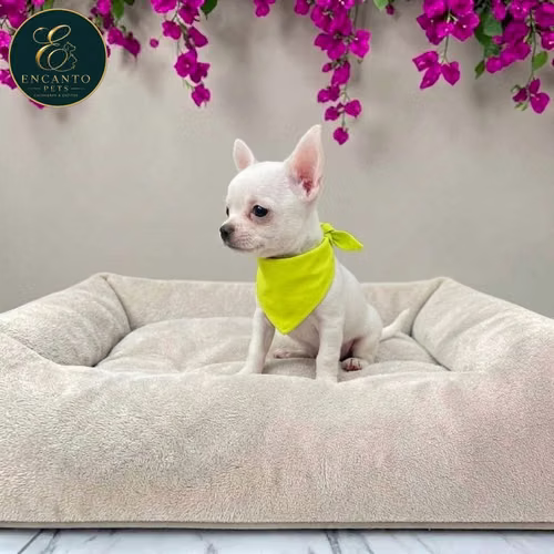 Cachorro CHIHUAHUA CABEZA DE MANZANA TRADICIONAL disponible