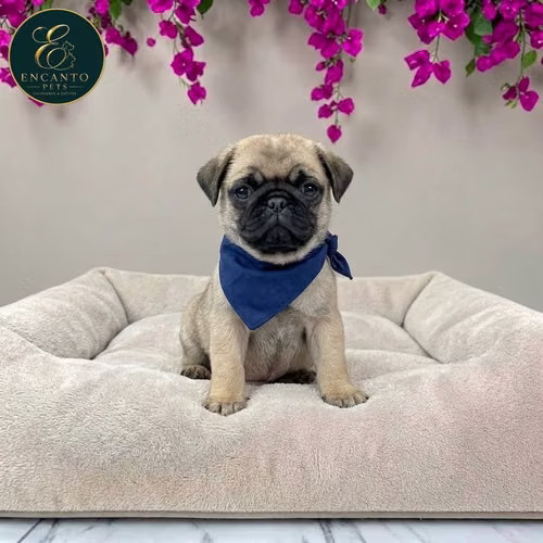 Cachorro PUG disponible