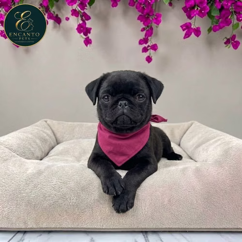 Cachorro PUG disponible - Imagen 8