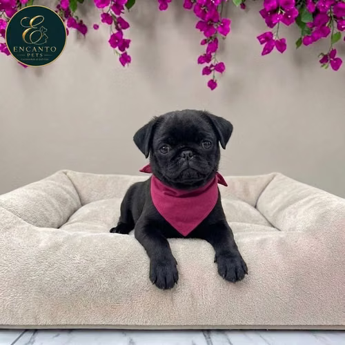 Cachorro PUG disponible - Imagen 6