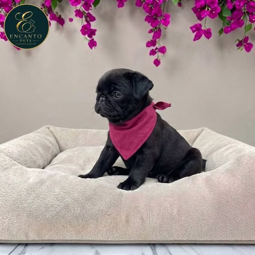 Cachorro PUG disponible - Imagen 5