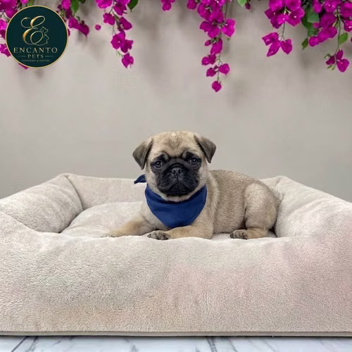 Cachorro PUG disponible - Imagen 3