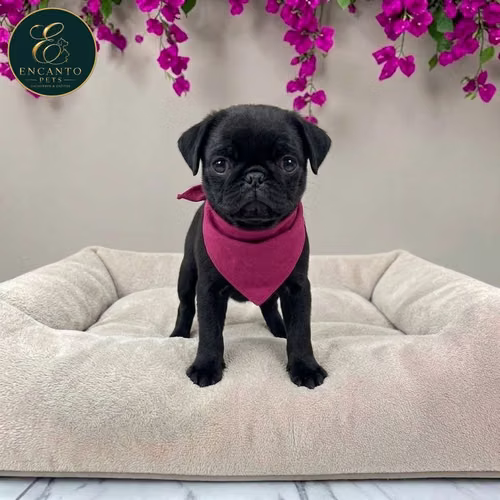 Cachorro PUG disponible - Imagen 7