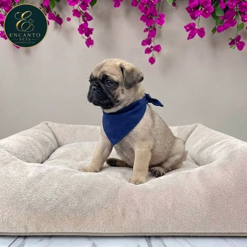 Cachorro PUG disponible - Imagen 2