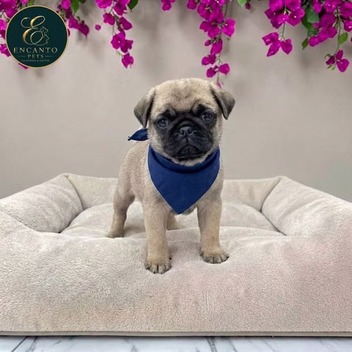 Cachorro PUG disponible - Imagen 4