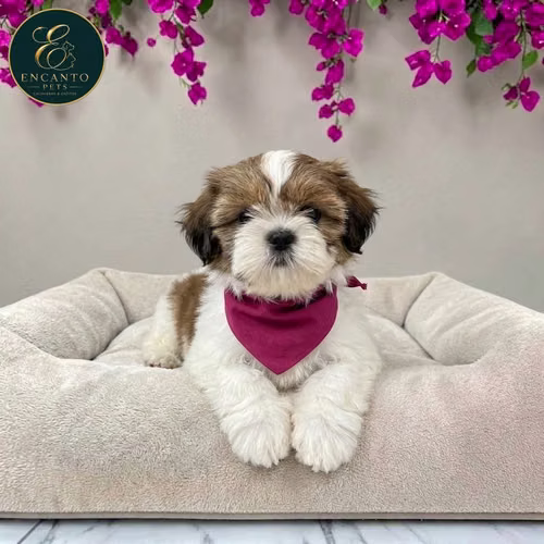 Cachorro SHIH TZU disponible - Imagen 8