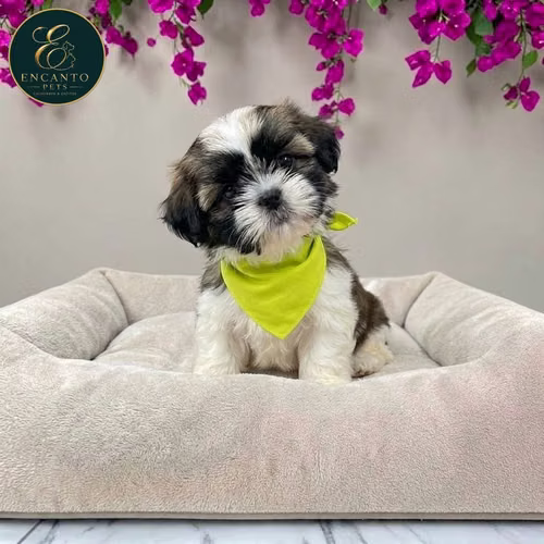 Cachorro SHIH TZU disponible - Imagen 2