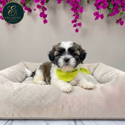 Cachorro SHIH TZU disponible - Imagen 3