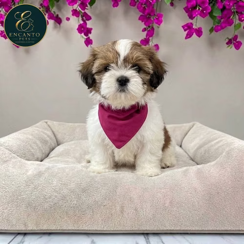 Cachorro SHIH TZU disponible - Imagen 5