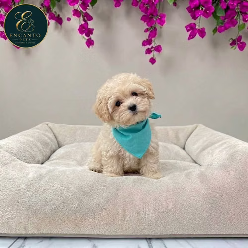 Cachorro BICHON HABANERO disponible - Imagen 7