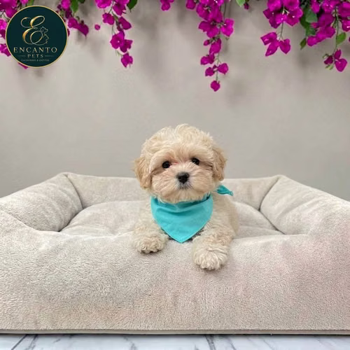 Cachorro BICHON HABANERO disponible - Imagen 8