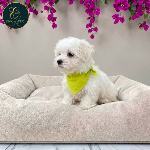 Cachorro Bichón Maltés / Maltese disponible - Imagen 2
