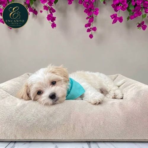 Cachorro Bichón Maltés / Maltese disponible - Imagen 8