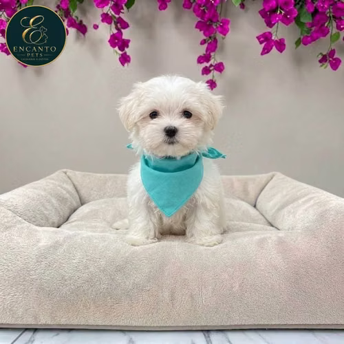 Cachorro Bichón Maltés / Maltese disponible - Imagen 6