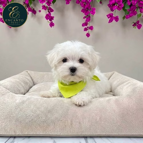 Cachorro Bichón Maltés / Maltese disponible - Imagen 5
