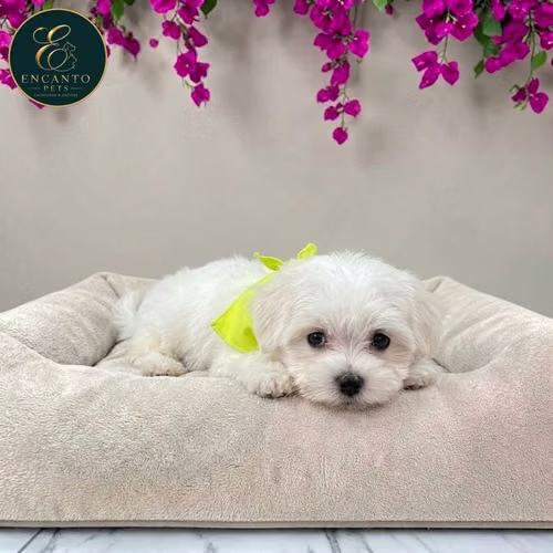 Cachorro Bichón Maltés / Maltese disponible - Imagen 4