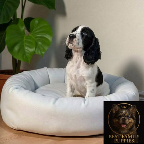Cachorro COCKER SPANIEL INGLES EXOTICO disponible