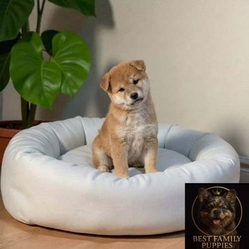 Cachorro AKITA INU (JAPONES) disponible - Imagen 4