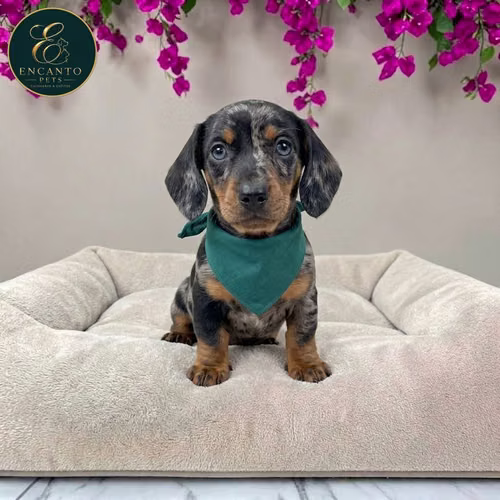 Cachorro Salchicha Miniatura Arlequín Plata / Miniature Dachshund Dapple Silver disponible - Imagen 6