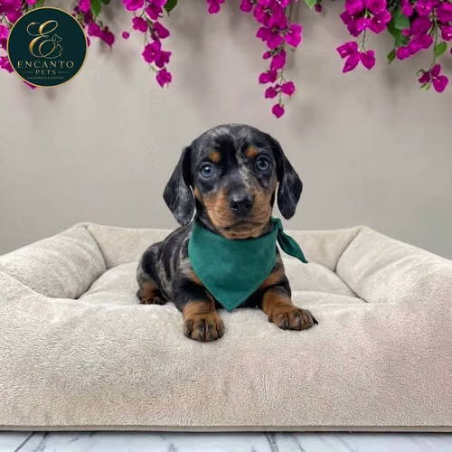 Cachorro Salchicha Miniatura Arlequín Plata / Miniature Dachshund Dapple Silver disponible - Imagen 8