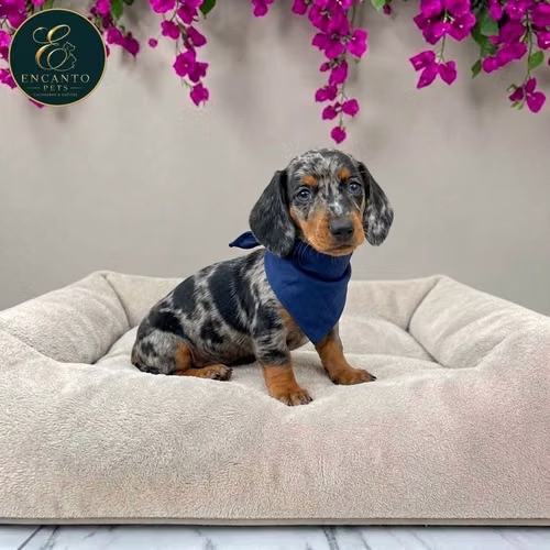 Cachorro Salchicha Miniatura Arlequín Plata / Miniature Dachshund Dapple Silver disponible
