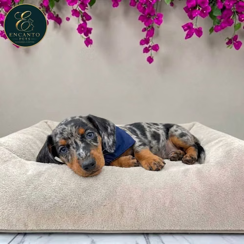 Cachorro Salchicha Miniatura Arlequín Plata / Miniature Dachshund Dapple Silver disponible - Imagen 3