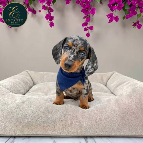 Cachorro Salchicha Miniatura Arlequín Plata / Miniature Dachshund Dapple Silver disponible - Imagen 2
