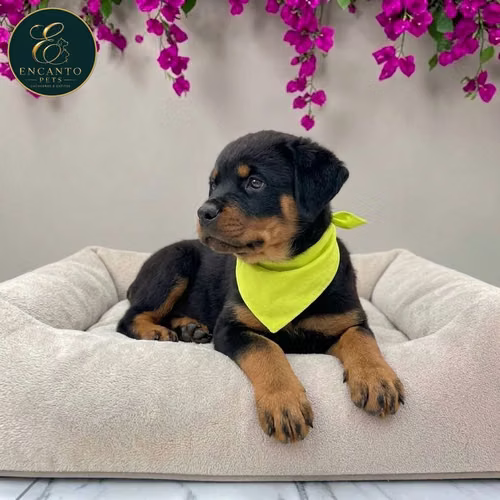 Cachorro ROTTWEILER LINEA AMERICANA disponible - Imagen 2