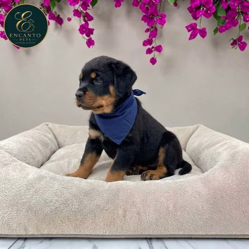 Cachorro ROTTWEILER LINEA AMERICANA disponible - Imagen 7