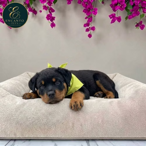 Cachorro ROTTWEILER LINEA AMERICANA disponible - Imagen 3