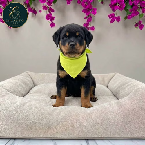 Cachorro ROTTWEILER LINEA AMERICANA disponible