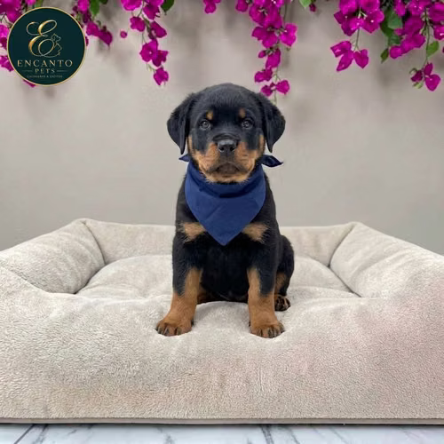Cachorro ROTTWEILER LINEA AMERICANA disponible - Imagen 6