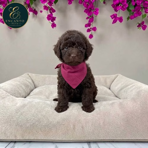 Cachorro FRENCH POODLE CHOCOLATE MINIATURA disponible - Imagen 5